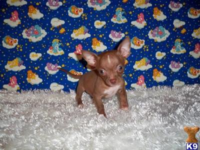 Chihuahua Puppies for Sale